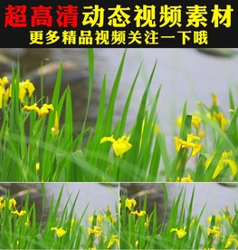 小清新绿叶黄色小花开放视频