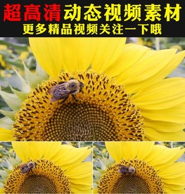 向日葵太阳花花海植物实拍视频