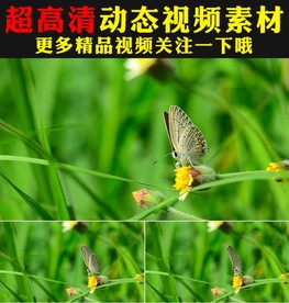 春天绿叶小草青草蝴蝶鲜花视频