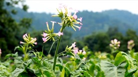 实拍烟草种植基地