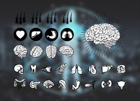 人体器官矢量剪影