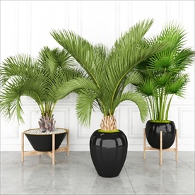 三盆热带观赏性植物