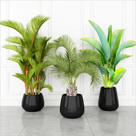 三种观赏性热带植物