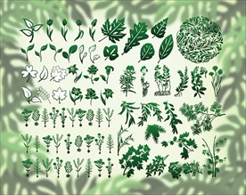 植物矢量剪影合集