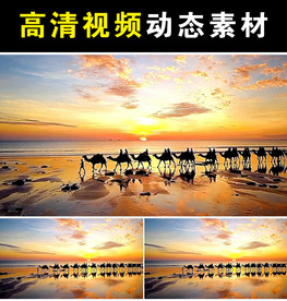 骆驼队mp4短视频素材