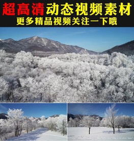 冬天雪景雪松下雪雪林雪山视频