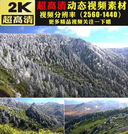 冬天雪景雪松下雪雪林雪山视频