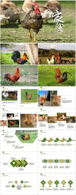 农家土鸡养殖家禽畜牧业PPT