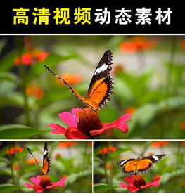 蝴蝶飞mp4短视频素材