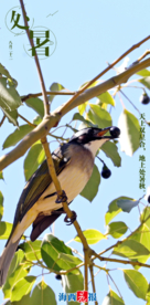 处暑白露秋分立春春分摄影照片