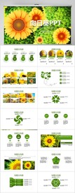 唯美向日葵动态PPT模板
