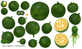 金桔手绘素材