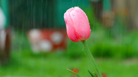 雨滴下粉红色郁金香