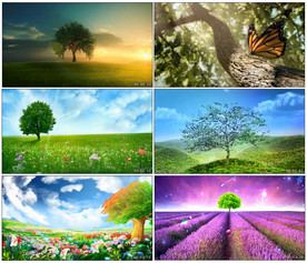 好大一棵树 舞台舞美背景视频