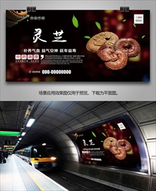 灵芝海报灯箱展板展架挂画单页