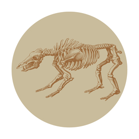 狮子骨架矢量线稿