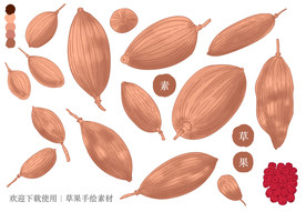 草果手绘素材