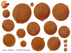 香菜籽手绘素材