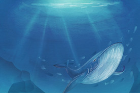 鲸鱼