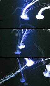 梦幻水母动态视频