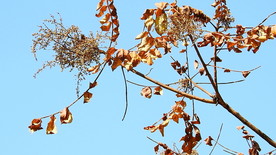 傅家山秋天枯萎黄叶实拍视频