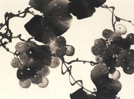 写意葡萄黑白水墨画