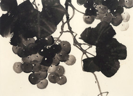 国画葡萄
