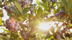 蓝莓园一体化加工采集视频