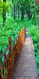 森林树林阶梯玄关风景画背景墙