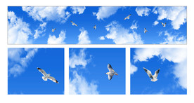 蓝天白云鸽子超大图