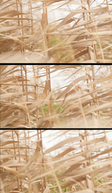 风吹干枯的芦苇实拍视频素材