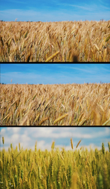 4k风吹麦田实拍视频