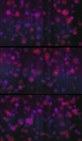 唯美婚礼晚会舞台背景视频