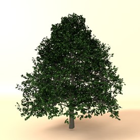 树木模型 植物模型 花草模型