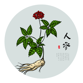 人参手绘