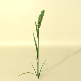 花草模型 植物模型 花卉模型