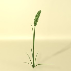 花草模型 植物模型 花卉模型