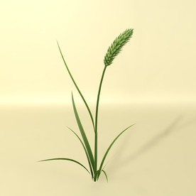 花草模型 植物模型 花卉模型