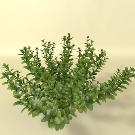 花草模型 植物模型 花卉模型