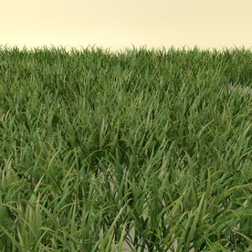 花草模型 植物模型 花卉模型