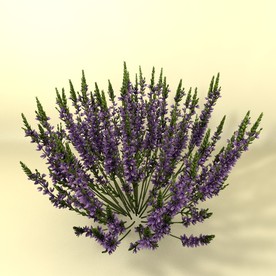 花草模型 植物模型 花卉模型