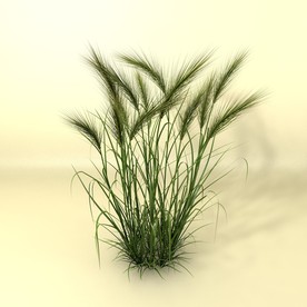 花草模型 植物模型 花卉模型