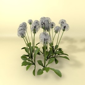 花草模型 植物模型 花卉模型