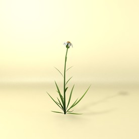 花草模型 植物模型 花卉模型