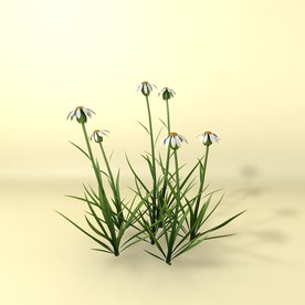 花草模型 植物模型 花卉模型