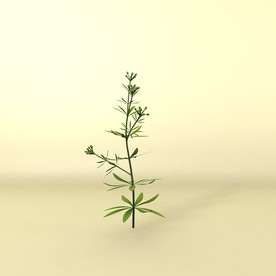 花草模型 植物模型 花卉模型