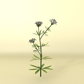 花草模型 植物模型 花卉模型