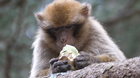 猴子吃东西