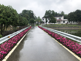 西洋杜鹃绿篱景观道路