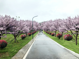 乡村道路绿化景观设计